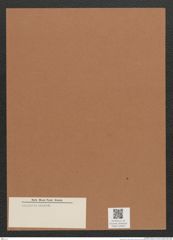 Diatomeae indet. Zeichnungen Sammlung Grunow Mappe 03063 (Herbarium_W_Grunow_drawings_Folder_03063)